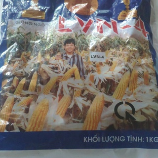 HẠT GIỐNG NGÔ TẺ (1Kg)