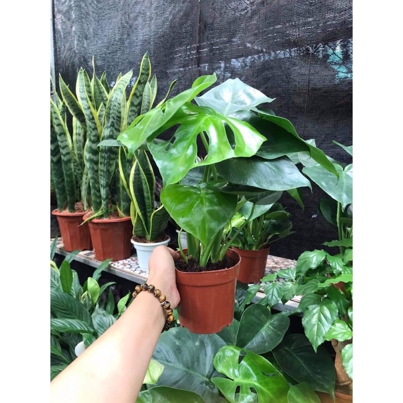 CÂY TRẦU BÀ LÁ XẺ NAM MỸ