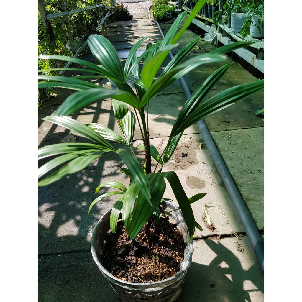 Cây giống Trúc Mây - Cây Mật Cật, Tông Trúc, Quan Âm Trúc - CayGiongTot