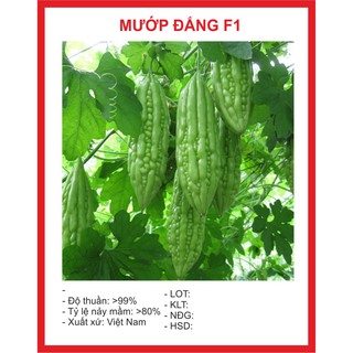 Hạt Giống Mướp Đắng - 10 Hạt