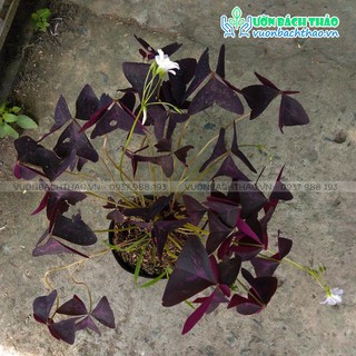 Cây Bướm Đêm, Cây Chua Me Đất Lá Tím