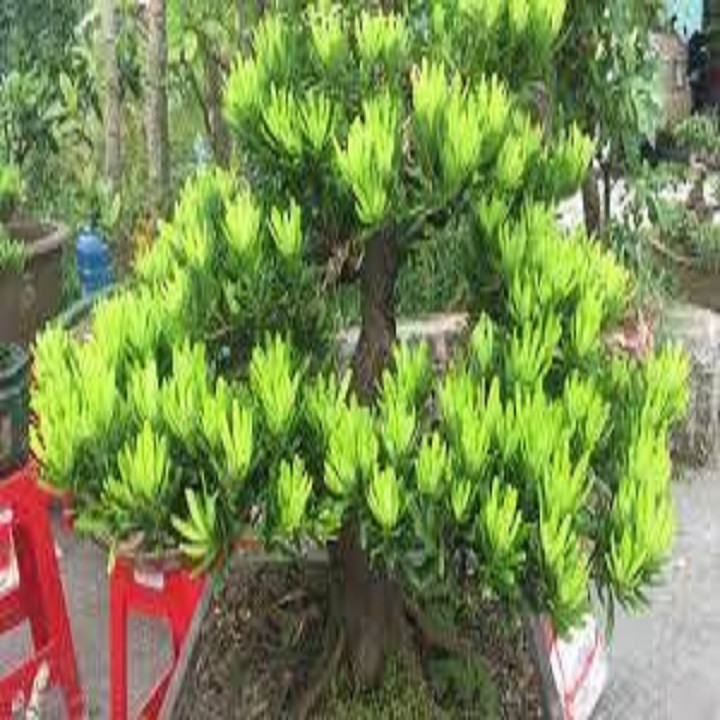Cây tùng kim cương giống