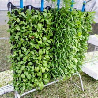 Túi  trồng cây  trồng ra