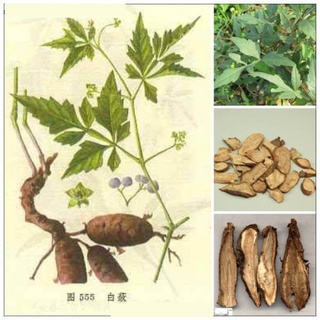 bâu cây chìa vôi giống ( cây Bạch liễm, Bạch phấn đằng)