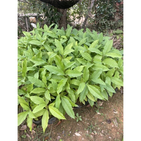 CÂY HOÀNG NGỌC LAN VÀNG cao 50-60cm