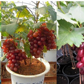 Hạt giống nho lùn pháp gói 10 hạt (TẶNG gói kích thích hỗ trợ hạt nảy mầm)