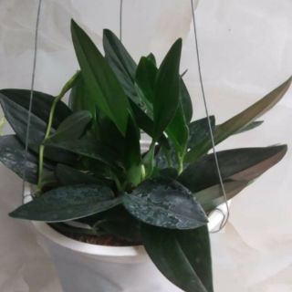 Cây Trầu bà Thiên Thanh