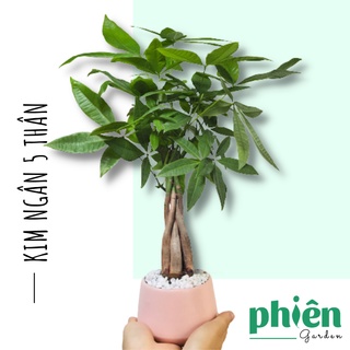 Cây Kim Ngân 5 thân xoắn gốc để bàn kèm chậu gốm tráng men