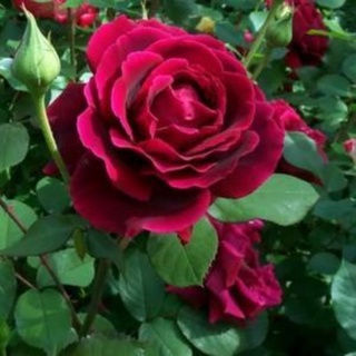 Hồng ngoại crimson golry