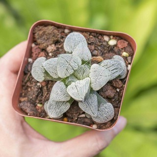 Haworthia Ms 07