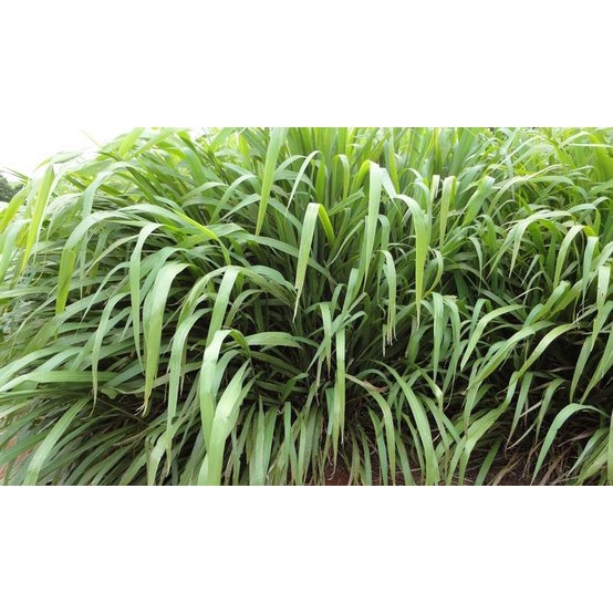 Hạt giống cỏ chăn nuôi Mombasa Ghine (Cỏ Sả Lá Lớn) Túi 100g. Xuất xứ: Thái Lan