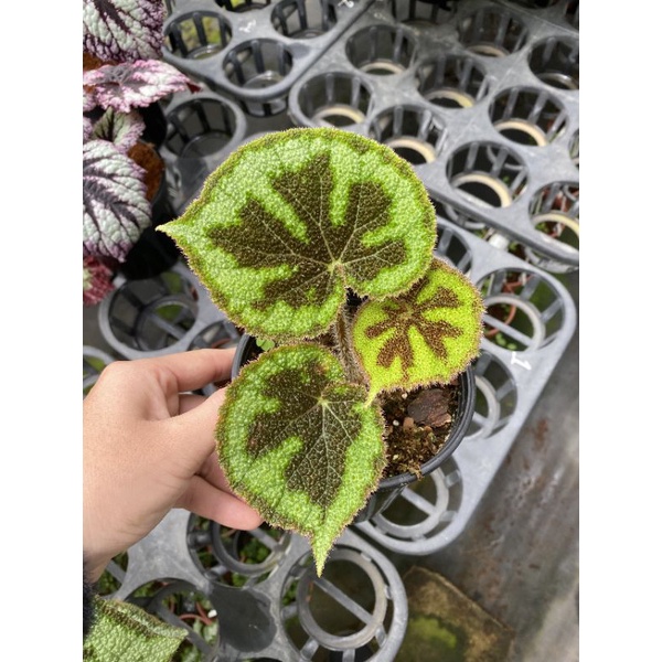 Chậu cứng Begonia Masosiana