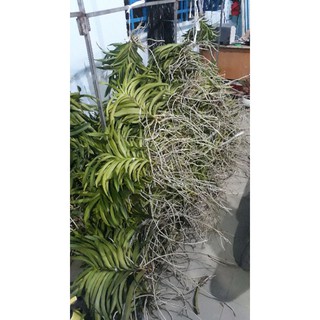 Combo 6 cây lan mokara màu vàng,hồng,tím,cam,đỏ,trắng cao 20-30cm
