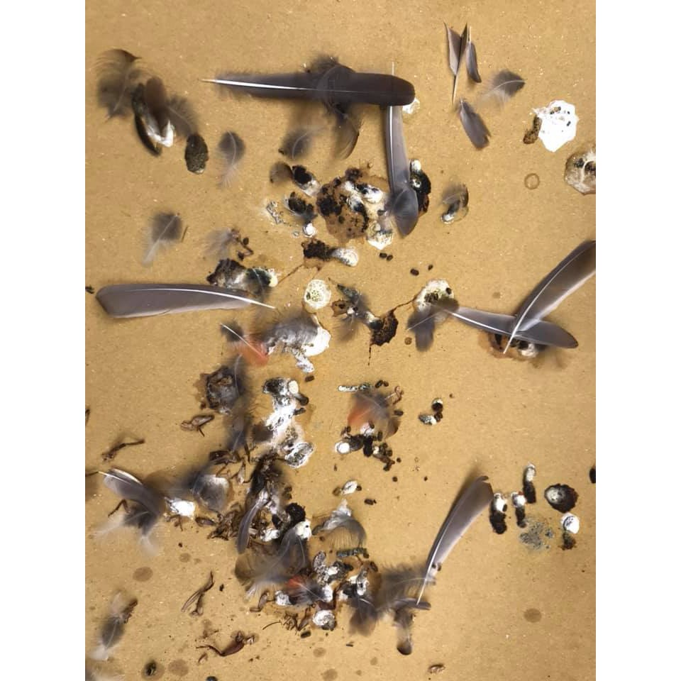 Cám Chim Chào Mào Hoàng Đại Ca Comboo 5,10 Gói Cám Chim Chất và Mát giúp Chim chơi bền hơn, tiết kiệm hơn