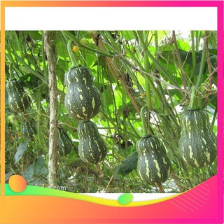 Hạt Giống Bí Hạt Đậu - 10 Hạt VIETGAR