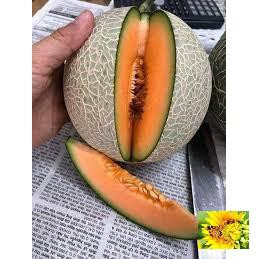 Hạt giống Dưa lưới F1