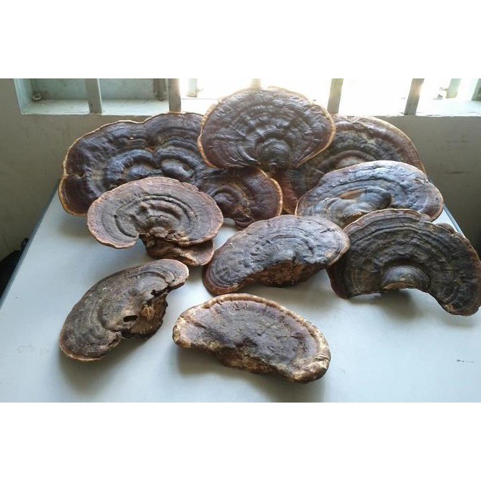 Nấm Linh Chi Đỏ Cao Cấp 500g