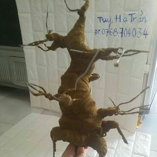 Gốc bonsai 40cm