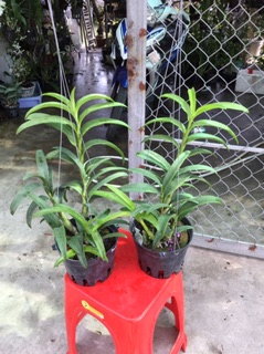 Pensoda xưa hoa thơm
