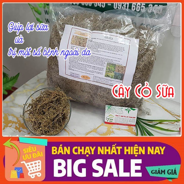 Cây Cỏ Sữa 100g - Thu Hái Hoàn Toàn Tự Nhiên