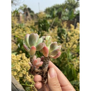 Sen đá sỏi Hồng cam gốc thụ mini
