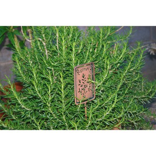Hạt giống hoa Cây hương thảo