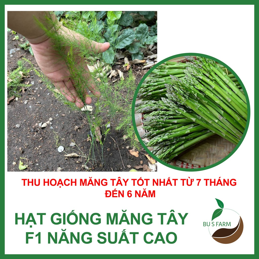 Hạt giống Măng tây HN F1 cao sản dễ trồng (0.1gr)