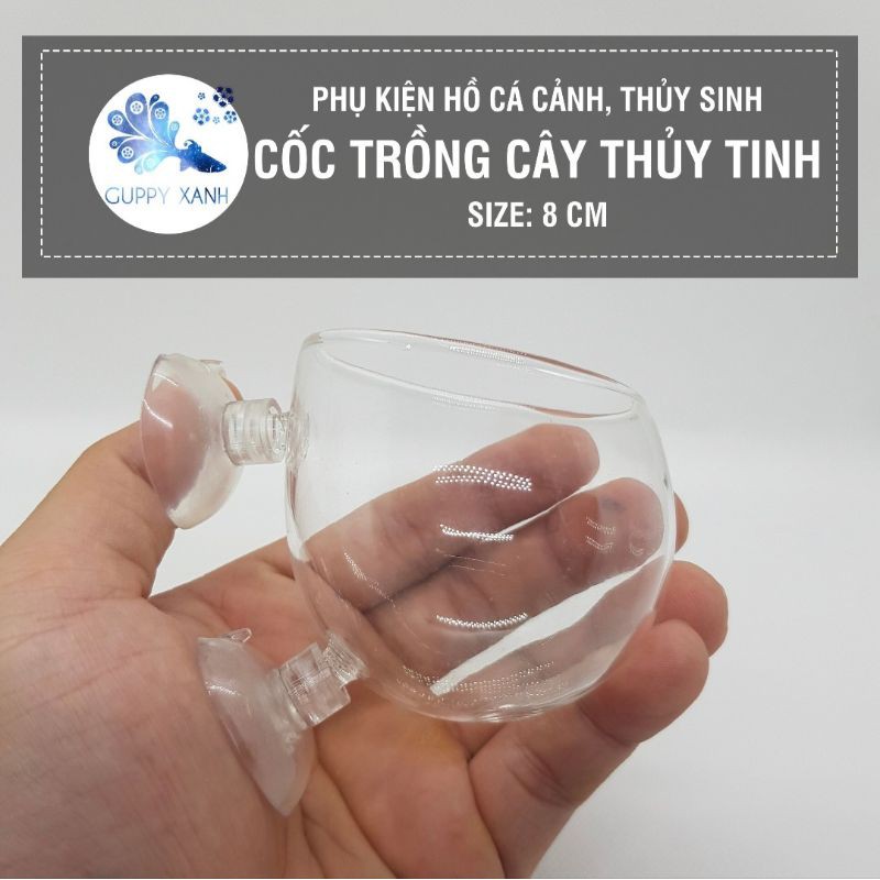 Cốc Trồng Cây Thủy Tinh ☘ Cốc Chứa Phân Nền Trồng Cây Trang Trí Cho Bể Cá, Bể Thủy Sinh