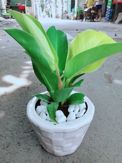 Chậu Trầu Bà Đế Vương