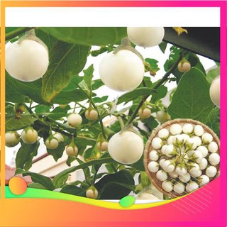 Hạt giống cà pháo trắng f1 - 100 hạt vietgar