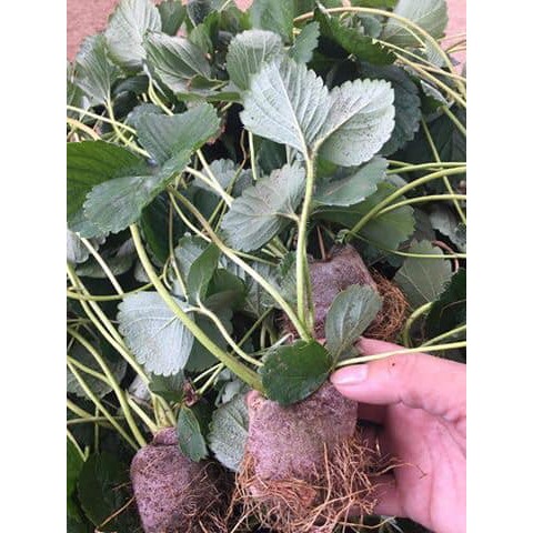 COMBO 3 dâu tây hàn