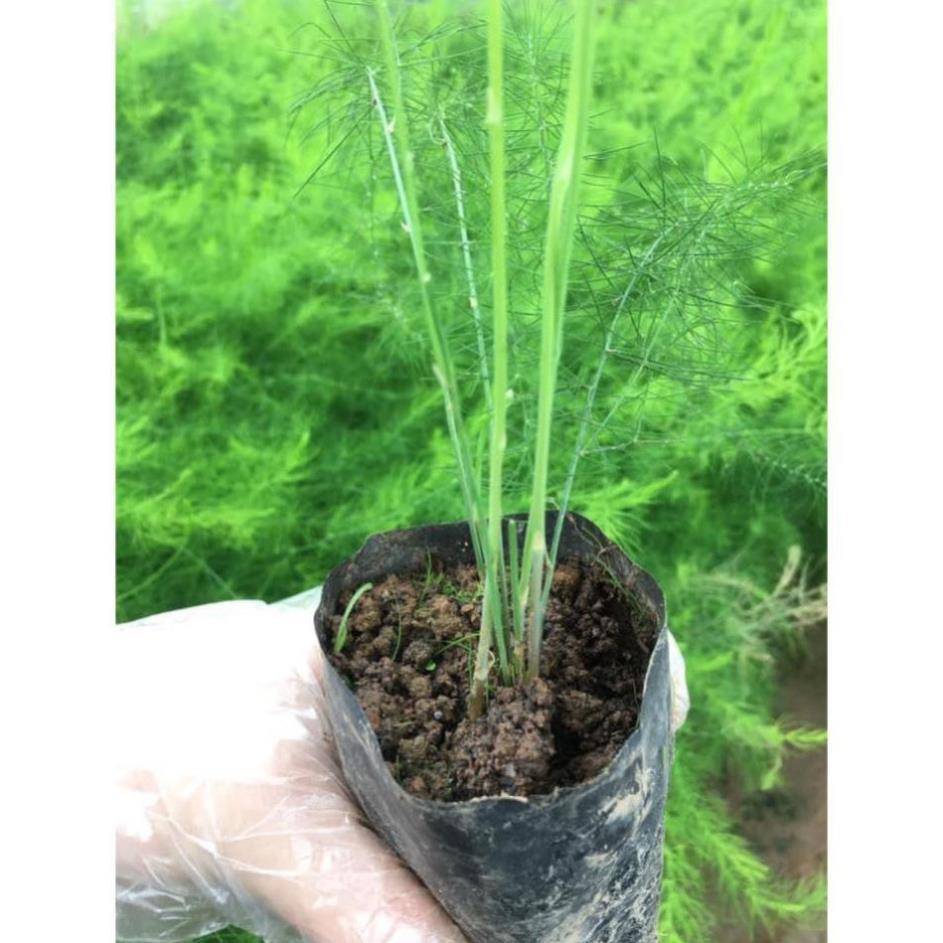 Hạt giống măng tây Grande Mỹ gói 100 hạt