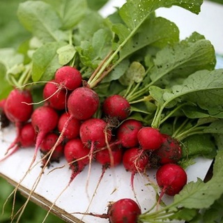 Hạt giống Củ cải đỏ (2gram/bịch)