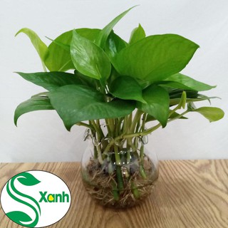 cây Trầu bà thủy sinh