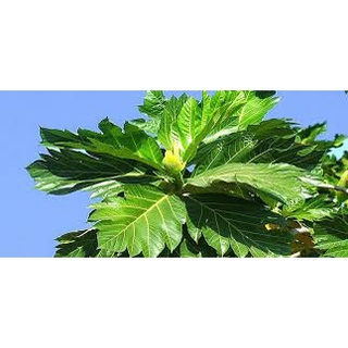 Cây Giống Sake cao 50 60cm