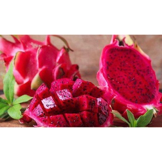 CÂY GIỐNG THĂNG LONG RUỘT ĐỎ SIÊU SỚM. [ GIỐNG CHUẨN, CHO QUẢ NHIỀU ].
