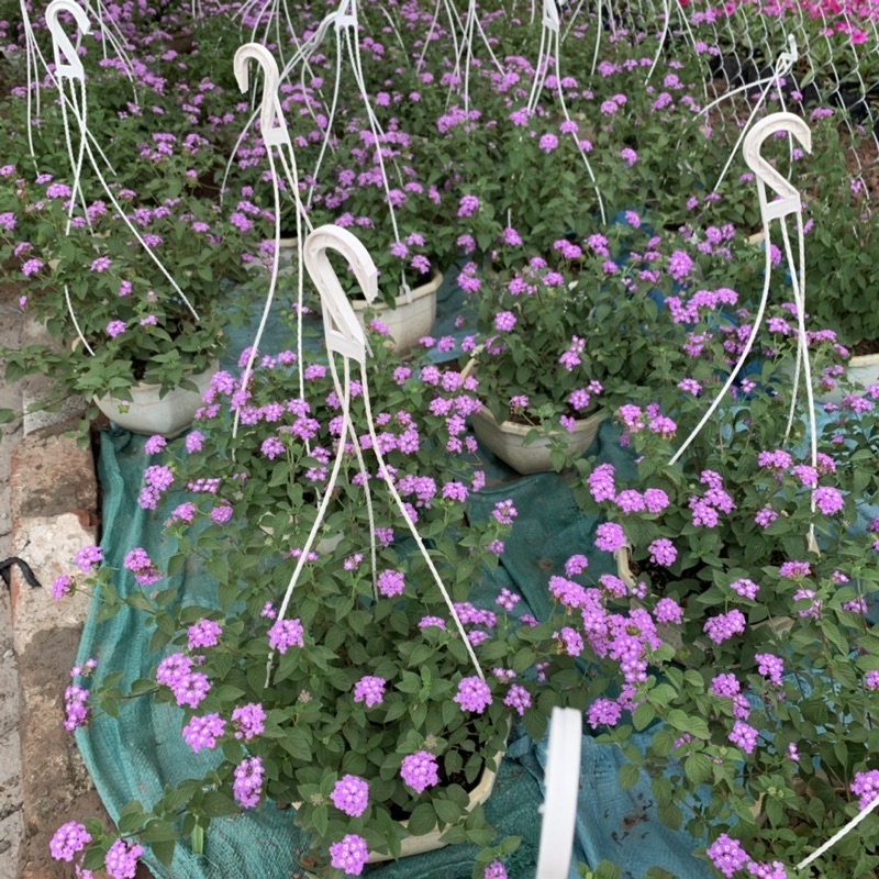 Chậu hoa ngũ sắc tím rủ treo bán kính 25-30cm, chậu hoa treo ban công, sân vườn nở rực rỡ đẹp mắt