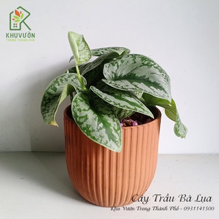 Chậu Cây Trầu Bà Lụa Scindapsus Pictus ‘Exotica’