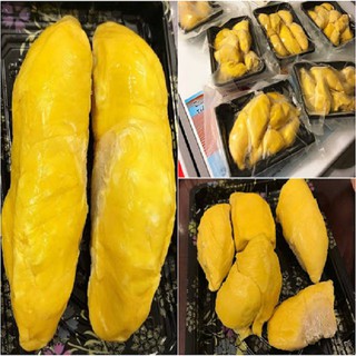 Cây giống sầu riêng Musang King