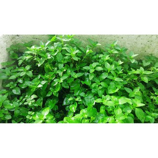 Phân hữu cơ sinh học TRIBAT 3KG - dạng bột - không hôi