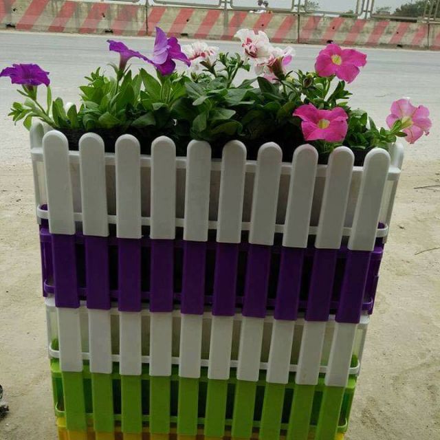 Combo 5 chậu hàng rào to kt 44cm
