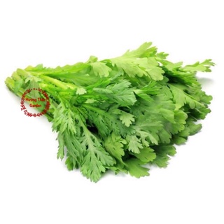 Hạt giống Tần Ô - Cải Cúc