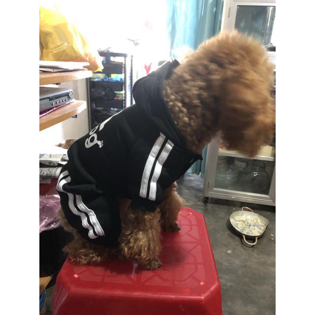 Quần áo chó mèo