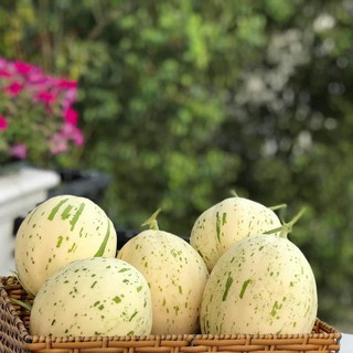 Hạt Giống Dưa Lê Ánh Sao ( Dưa Lê Sữa Hàn Quốc) 5 Hạt