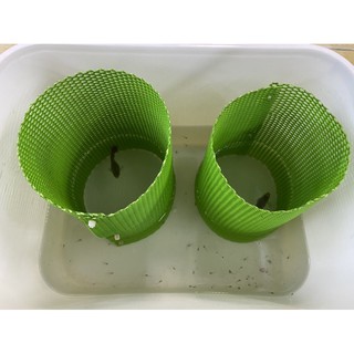 Lồng đẻ cho cá BẢY MÀU. (loại 3li)