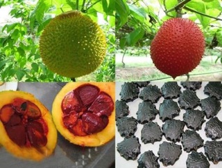 Hạt gấc khô( thiết mộc tử) 1kg
