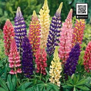 Hạt giống đậu Lupin