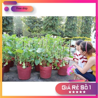 Hạt giống Bầu hồ lô mini