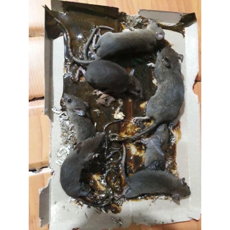 Keo Dính Chuột  Minh Phương
