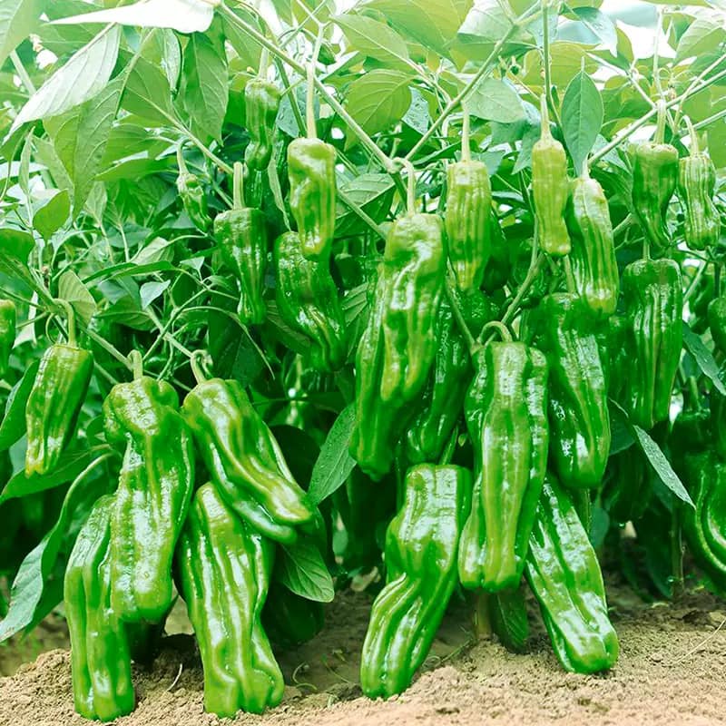 Ớt ngọt giòn Maru Mỹ -Tỉ lệ nãy mầm >95%